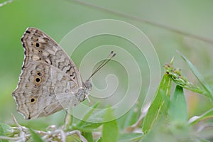 Lemon Pansy Butterfly on nature