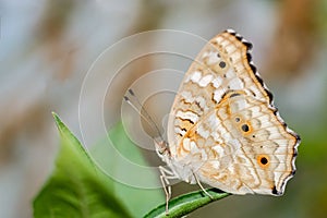 Lemon Pansy Butterfly on nature