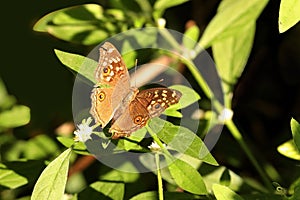 Lemon pansy butterfly open wing-Junonia lemonias, Sammillan Shetty`s Butterfly Park, Beluvai, Karnataka