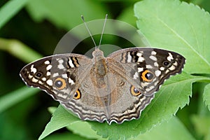 Lemon pansy butterfly resting on a leaf in a garden environment. Junonia lemonias.