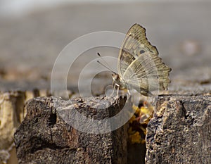 Lemon Pansy Junonia lemonias Butterfly