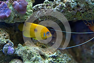 Lemon Peel Angelfish in Reef Aquarium