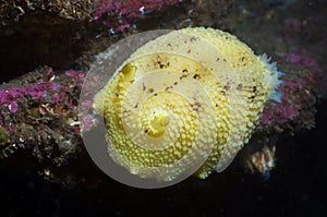 Lemon Peel Nudibranch