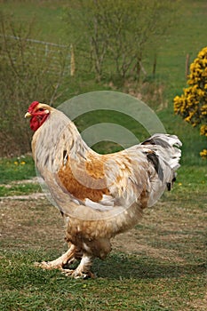 Lemon Pile Brahma Rooster