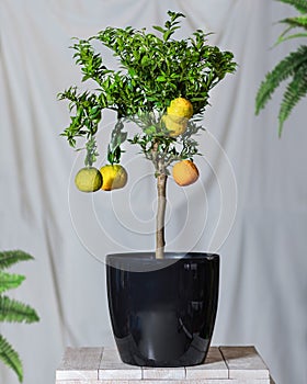 Lemon plant in the black pot