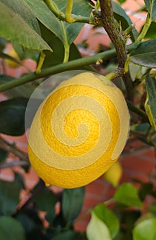 Lemon plant detail, with ripen fruit photo