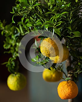 Lemon plant fruit close up