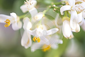 Lemon plant in full bloom close up