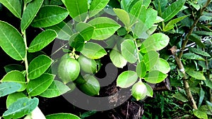 Lemon Plant, small-smooth leaves-thick-pointed-dark green, thorny stems
