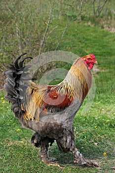 Lemon Pyle Brahma Rooster