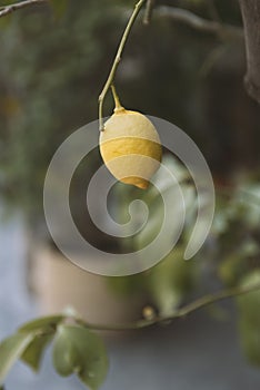 Lemon. Ripe Lemons hanging on tree. Growing Lemon