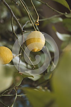 Lemon. Ripe Lemons hanging on tree. Growing Lemon