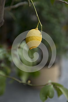 Lemon. Ripe Lemons hanging on tree. Growing Lemon