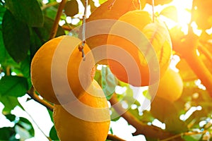 Lemon. Ripe Lemons hanging on tree