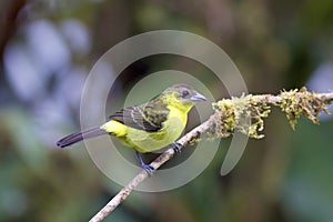 Lemon-rumped Tanager Female  844266