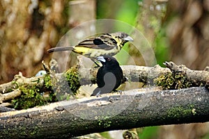 Lemon-rumped tanagers on a branch