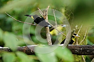 Lemon-rumped tanagers on a branch