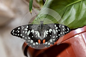 Lemon Sailboat butterfly. Papilio demoleus.