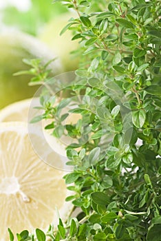 Lemon-Scented Thyme photo