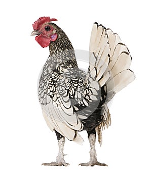 Lemon Sebright rooster, 1 year old