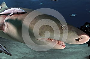Lemon Shark