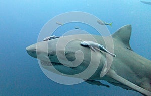 Lemon Shark