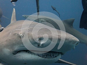 Lemon Shark