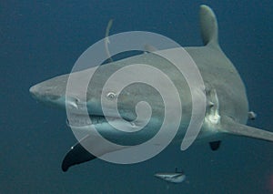 Lemon Shark