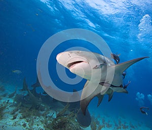 Lemon shark.