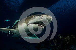 Lemon shark Bahamas