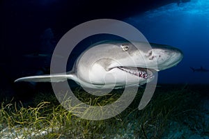 Lemon shark Bahamas