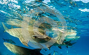 Lemon shark at the Bahamas