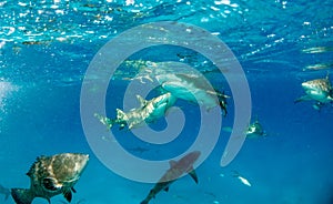 Lemon shark at the Bahamas