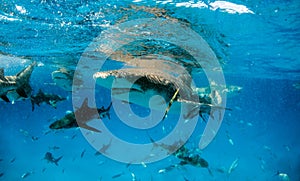 Lemon shark at the Bahamas