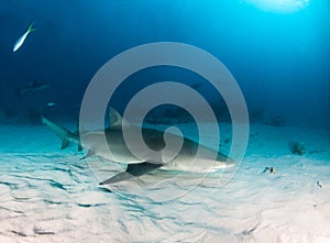 Lemon shark at the Bahamas