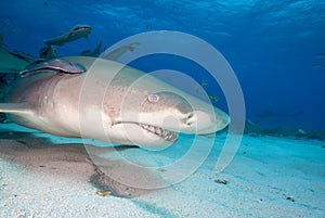Lemon shark, Bahamas