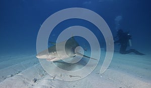 Lemon Shark Bahamas