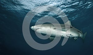 Lemon Shark from Below