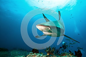 CARIBBEAN REEF SHARK