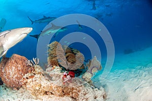 Lemon shark and Caribbean reef sharks at the Bahamas