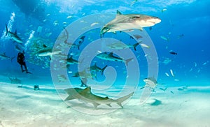 Lemon shark and Caribbean reef sharks at the Bahamas