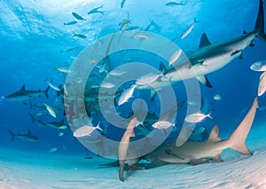 Lemon shark and Caribbean reef sharks at the Bahamas
