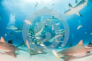 Lemon shark and Caribbean reef sharks at the Bahamas