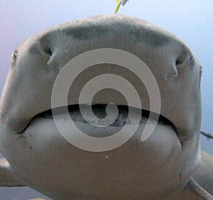 Lemon Shark photo