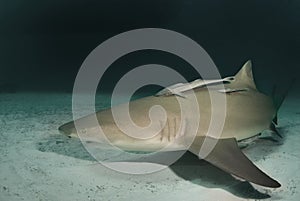 Lemon Shark at Dusk