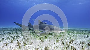 Lemon Shark Grand Bahama, Bahamas