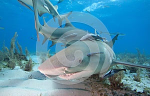 Lemon shark