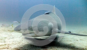 Lemon Shark photo