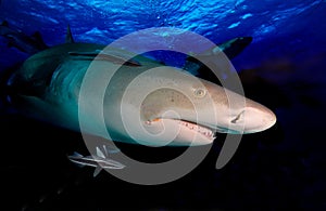 Lemon shark in the night.