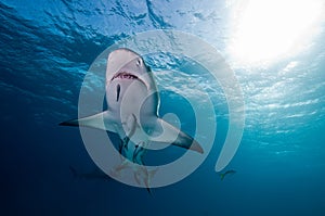 Lemon shark and remora fish photo